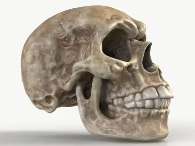 Funny Skull 1 3D model