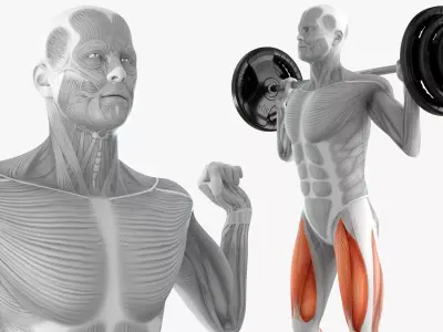Male Muscular System Anatomy Squats 3D model purchase