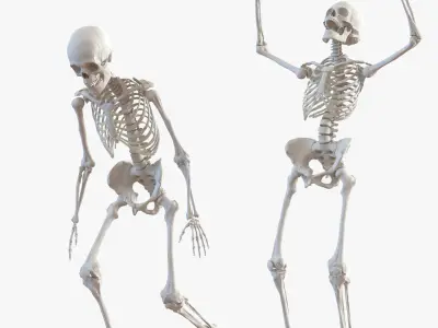 Human Skeletons Rigged Collection for Cinema 4D 3D model