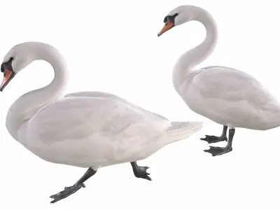 Mute Swan  purchase 3D model