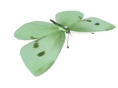 Butterfly 3d Model 3D model order