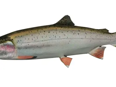 Trout rainbow Low-poly 3D model