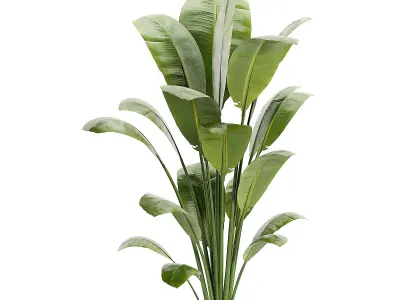 Artificial Bird Of Paradise Plant Tree Low-poly 3D model