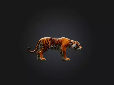 Realistic Tiger Low-poly 3D model