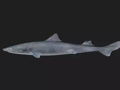 Shark Low-poly 3D model 35