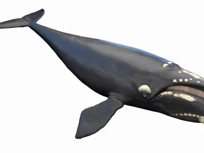 Right Whale Static 3D model
