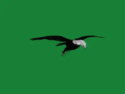 Bald Eagle BIrd 3D model