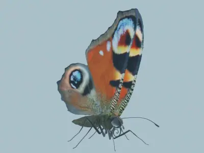 Peacock Butterfly 3D model