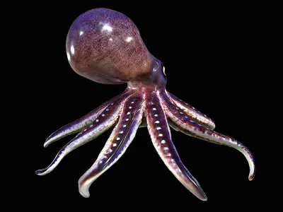 Awesome Squid 3D model