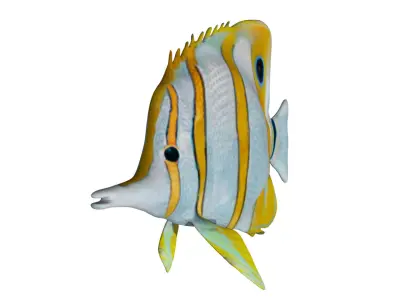 Butterfly fish Low-poly 3D model buy