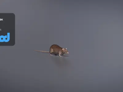 Rat 3D Model 3D model