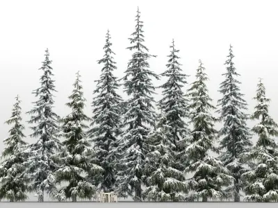  10 Atlas Cedar Trees with snow 
