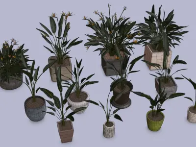 Flowers Bird of paradise in pots collection for archivis Low-poly 3D model