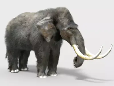 pygmy mammoth Low-poly 3D model