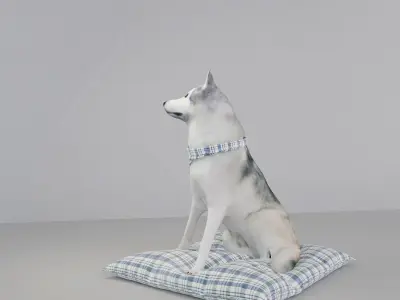 Sitting husky Free 3D model