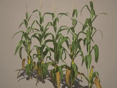Corn Stalks Set 3D model