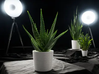  Aloe Vera Succulent Potted Plant Model 