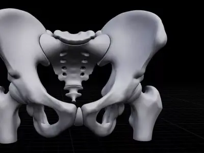 Realistic Human Pelvis Bone Anatomy 3D Model for Medical 3D print model
