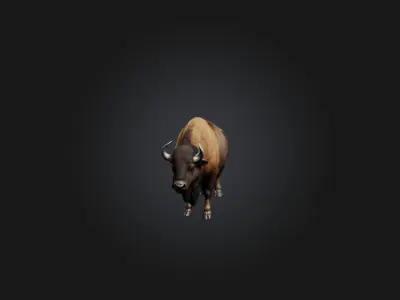 Realistic Bison Model Low-poly 3D model