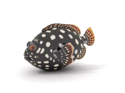 Spotted Fish Design model pack Low-poly 3D model