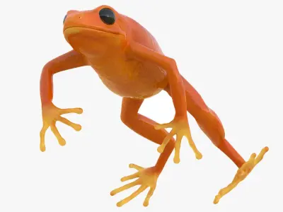 Realistic Tropical Mantella Frog Rigged for Maya 3D model