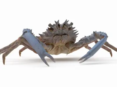 Marine Invertebrates 3D model