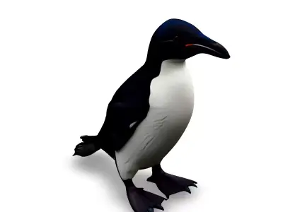 Realistic Razorbill 3D Model Low-poly 3D model