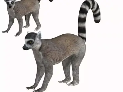 Lemur ring tailed Low-poly 3D model