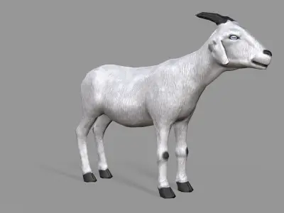 White Goat Low-poly 3D model