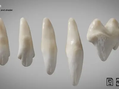 Dog teeth 5 pieces  PBR Low-poly 3D model