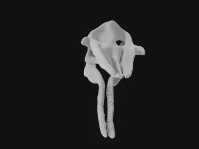 Sperm whale skull 3D model purchase