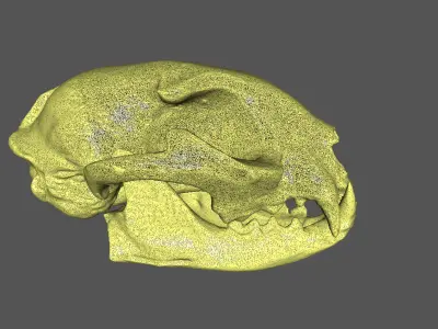 Cat skull Low-poly 3D model