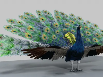 Peacock 3D model buy