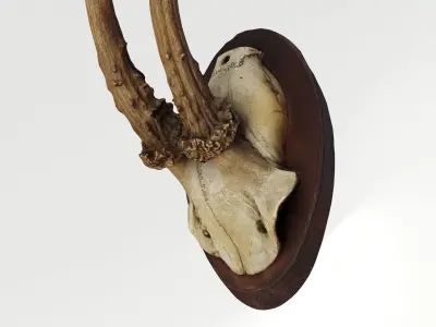 Deer Antler Trophy 3D model