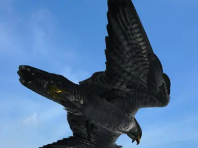 Peregrine Falcon 3D model purchase