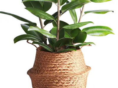 Indoor Plant Ficus in Basket Pot 3D model