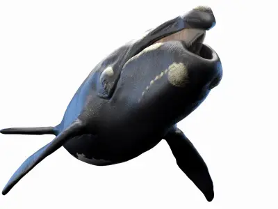 Right Whale Static 3D model