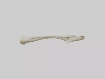 Giraffe Clavicle Low-poly 3D model