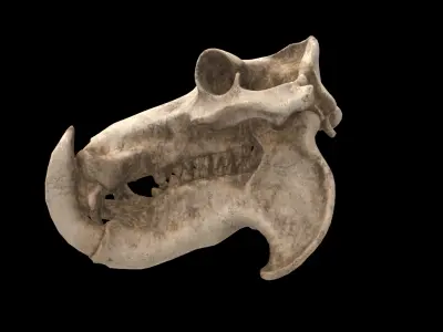 hippopotamus skull 3D model