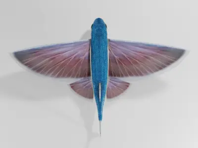 Flying Fish - Clean Mesh Low Poly 3D model