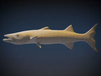 Barracudas 3D model purchase