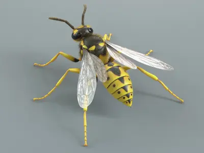  Wasp Vespula Vulgaris Xgen 