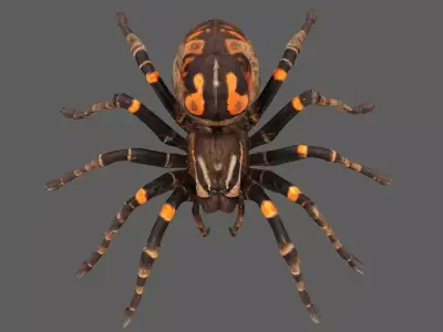 Spider 3D model 5