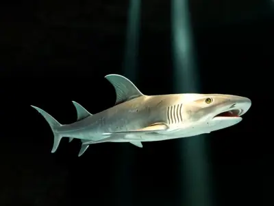 Reef Shark Low-poly 3D model