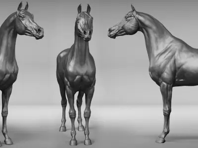  project Arabian horse 
