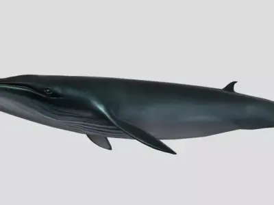 Low Poly Whale Game Asset Low-poly 3D model