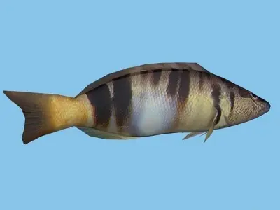Pirka - Serranus scriba Low-poly 3D model