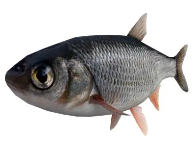 Fish Grass Carp 3D model