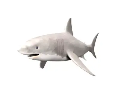 Shark Fish 3D model