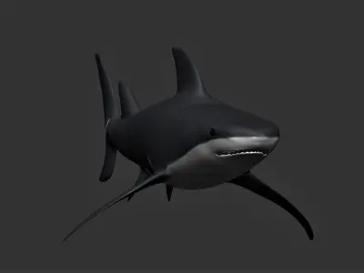 Bull Shark Low-poly 3D model